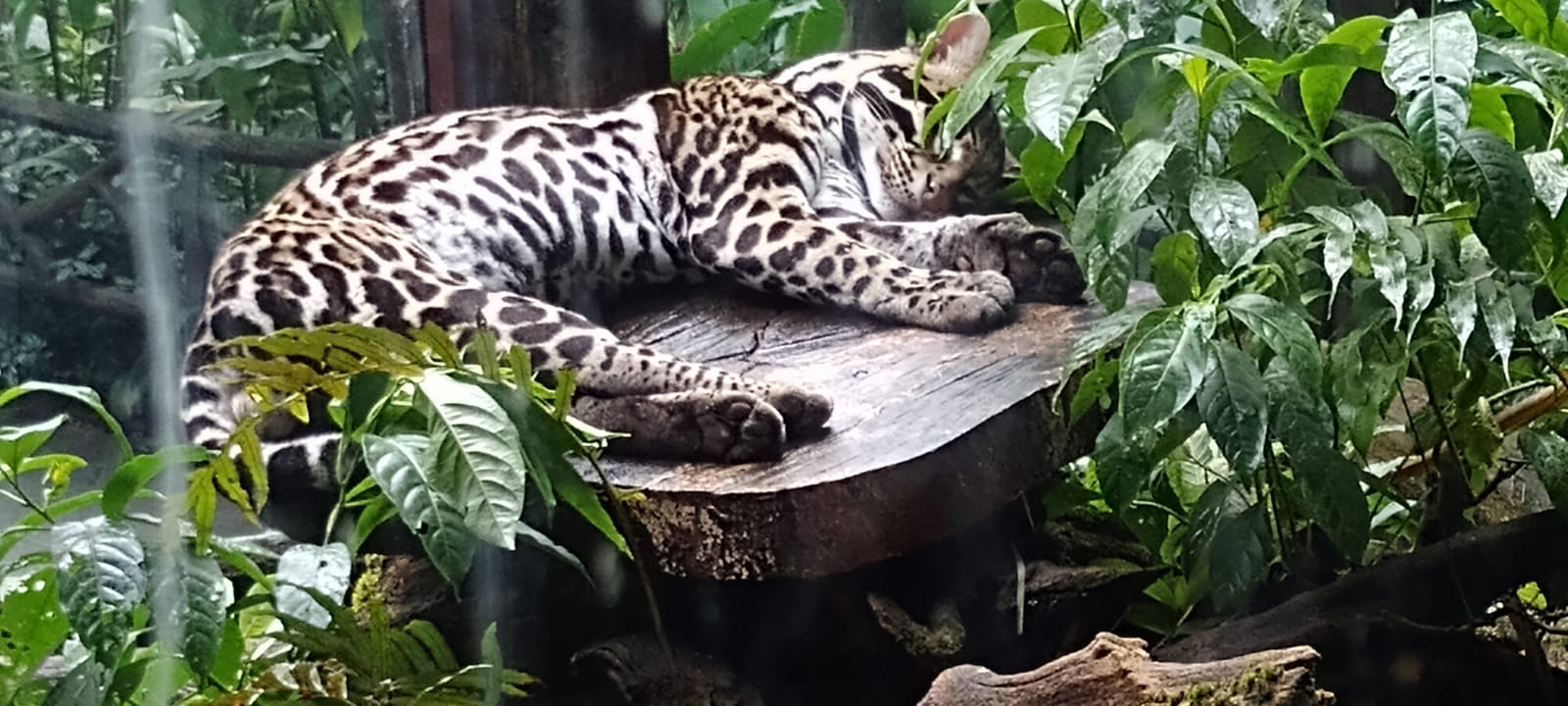 Ocelote descansando en el santuario de fauna de Cataratas La Paz