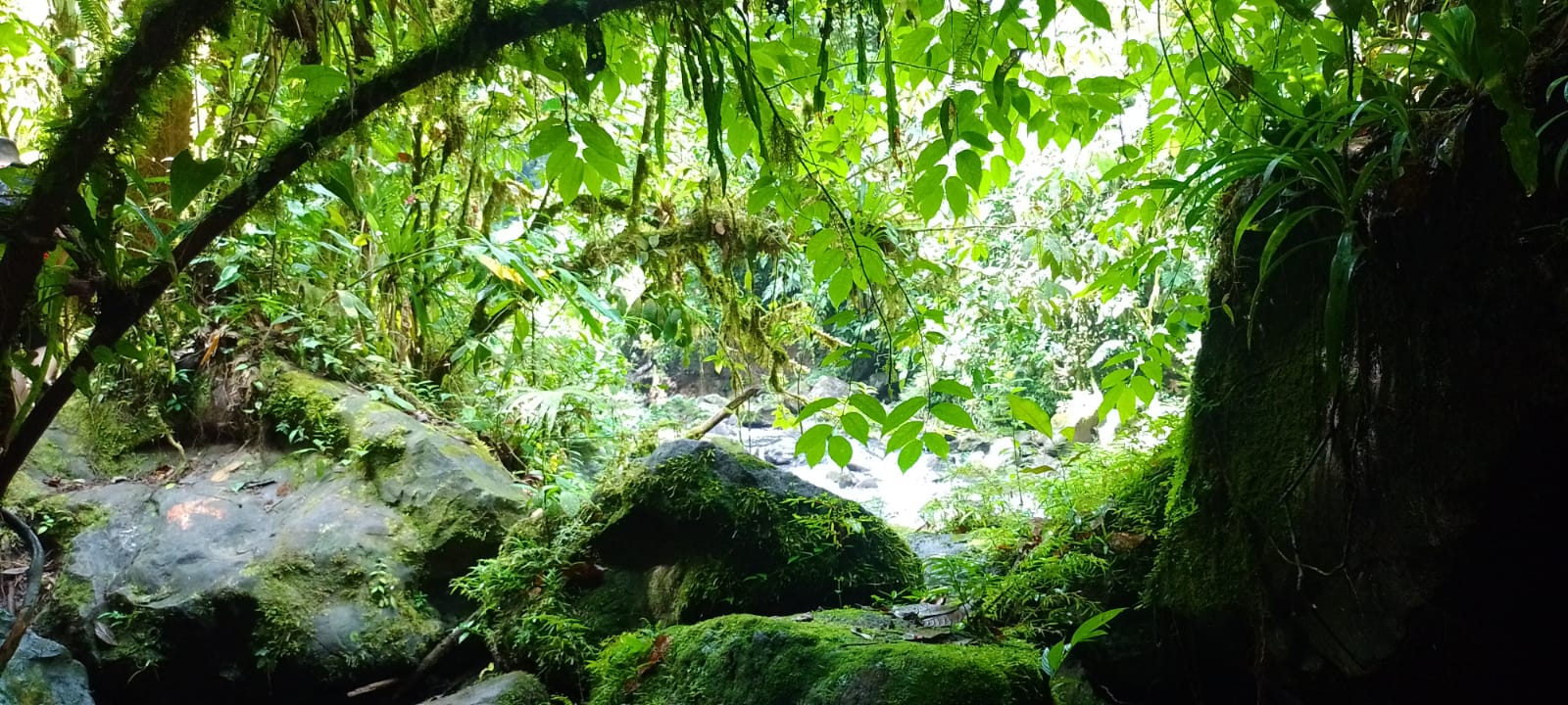 Cascada entre la vegetación en la Presa