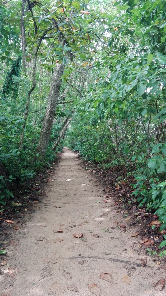 Sendero del Parque Nacional Cahuita