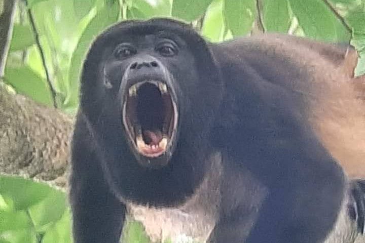 Mono aullador en la selva de Cahuita