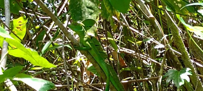 Iguana verde entre el follaje, camuflada