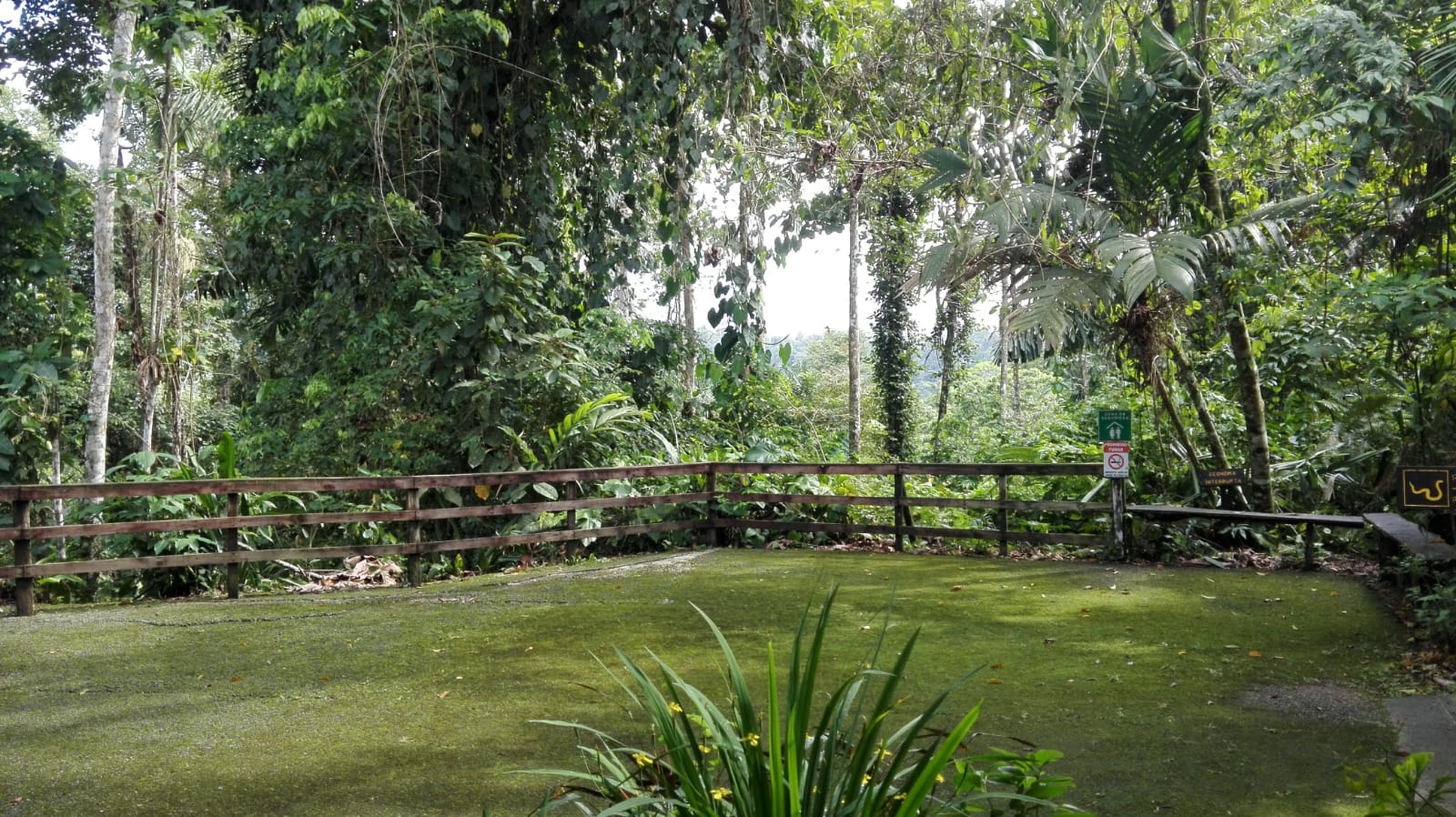 Área de descanso y mirador dentro de la selva de Veragua