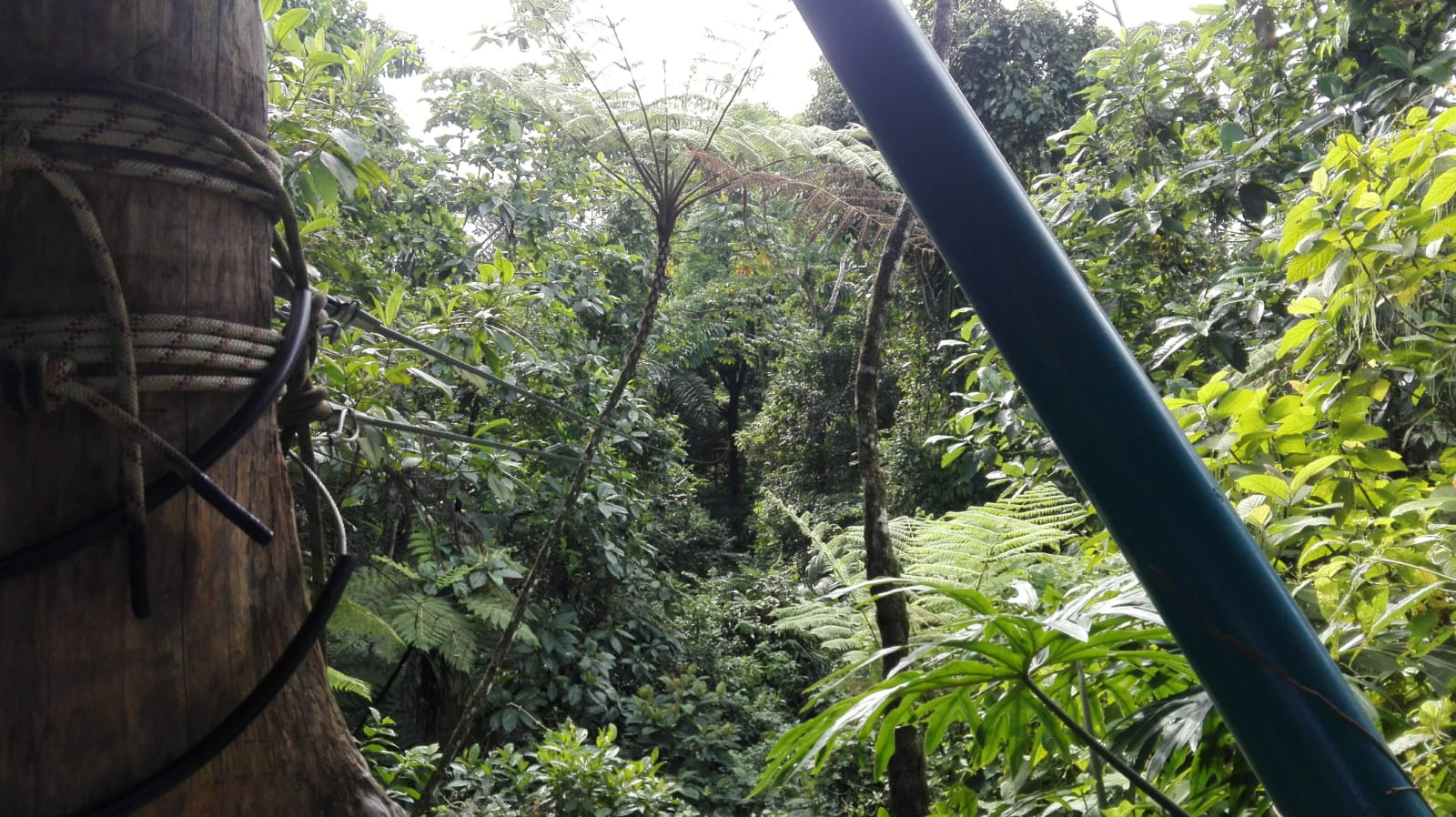 Cableado del canopy entre la vegetación del bosque nuboso